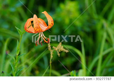 Kuruma lily flowers blooming on the plateau Kuruma lily flowers blooming on the plateau 93277787