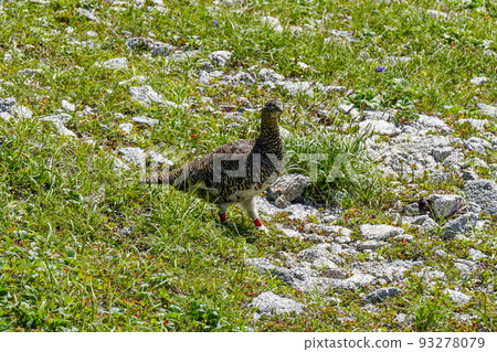 Thunderbird Mt. Kisokomagatake July Climbing 93278079