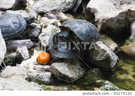 Turtle Island in the National Garden of Athens on the rocks in the water. One turtle climbed on top of another. Nearby lies a tangerine. 93278110