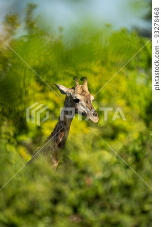 Southern giraffe neck and head in bushes 93278468