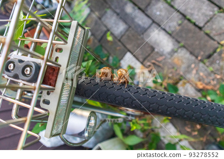 Shells of cicada larvae that emerged side by side with tires Shells of cicada larvae that emerged side by side with tires 93278552