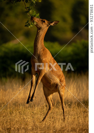 Female red deer browses on hind legs 93278681