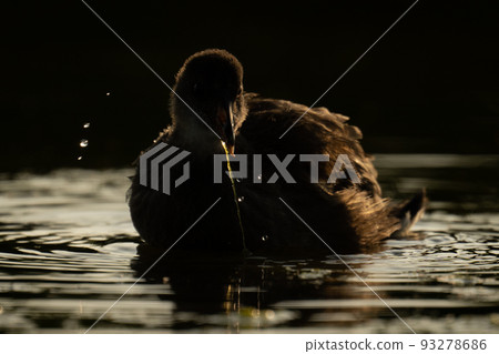 Juvenile moorhen in river with black background Juvenile moorhen in river with black background 93278686