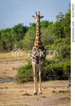 Male southern giraffe stands on bushy riverbank 93278687