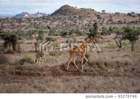 Reticulated giraffe walks across savannah with calf Reticulated giraffe walks across savannah with calf 93278749