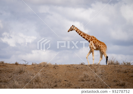 Reticulated giraffe walks on horizon in savannah 93278752