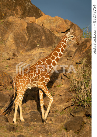 Reticulated giraffe walks past bush on rock 93278754