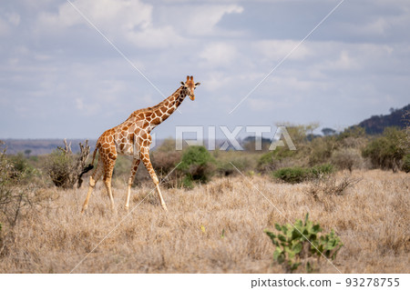 Reticulated giraffe walks past bushes in savannah 93278755