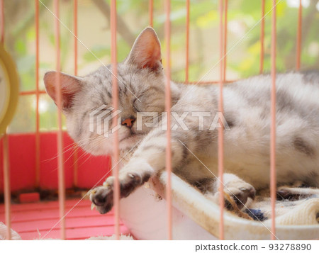 貓睡覺時伸胳膊 93278890