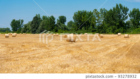 Stacked straw after harvesting wheat in a field in Serbia Stacked straw after harvesting wheat in a field in Serbia 93278932