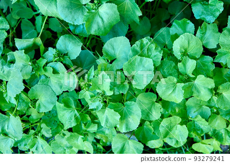 Full frame of green lavatera leaves before flowering, texture for background. Full frame of green lavatera leaves before flowering, texture for background. 93279241