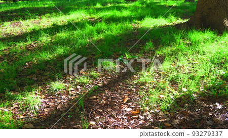 陽光照耀的森林地面的風景 陽光照耀的森林地面的風景 93279337