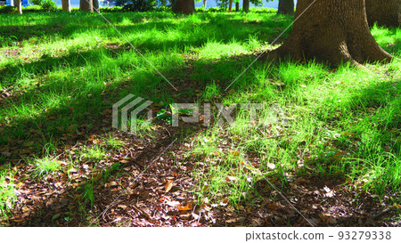 陽光照耀的森林地面的風景 93279338