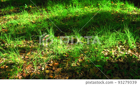 陽光照耀的森林地面的風景 陽光照耀的森林地面的風景 93279339