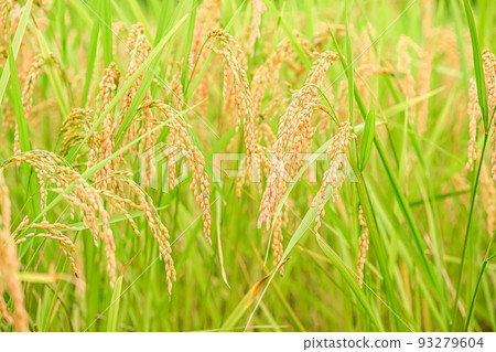 at the time of rice harvest. 93279604