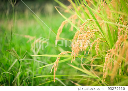 at the time of rice harvest. at the time of rice harvest. 93279630