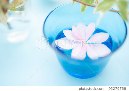 繡球 繡球 93279766