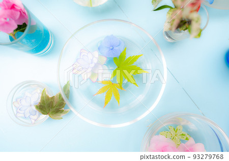 繡球 繡球 93279768