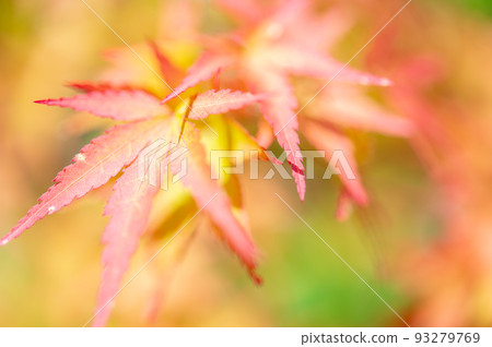 秋天的樹葉 秋天的樹葉 93279769