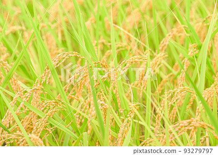 at the time of rice harvest. 93279797