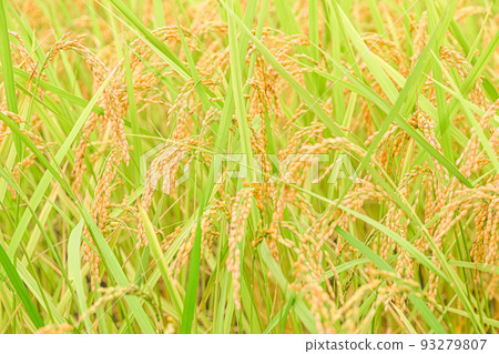 at the time of rice harvest. at the time of rice harvest. 93279807