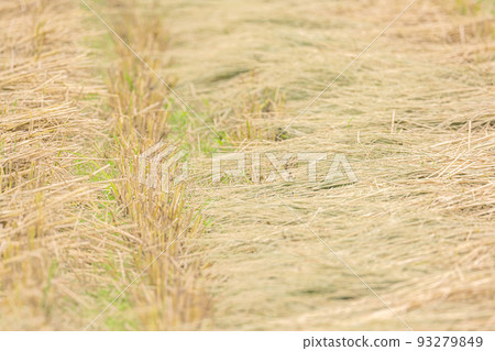 at the time of rice harvest. 93279849
