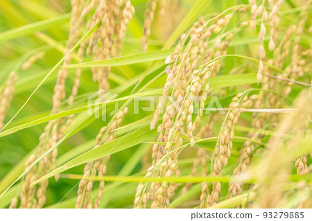 at the time of rice harvest. at the time of rice harvest. 93279885