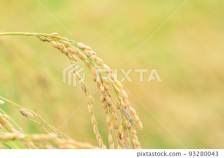at the time of rice harvest. 93280043
