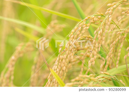 at the time of rice harvest. 93280099