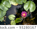 Beautiful Red pink waterlily or lotus flower in pond. 93280167