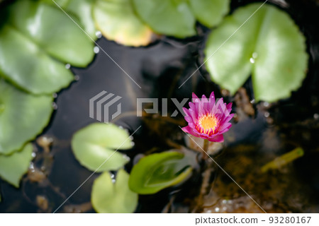 Beautiful Red pink waterlily or lotus flower in pond. 93280167