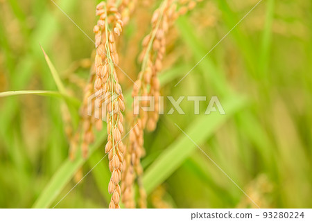 at the time of rice harvest. 93280224