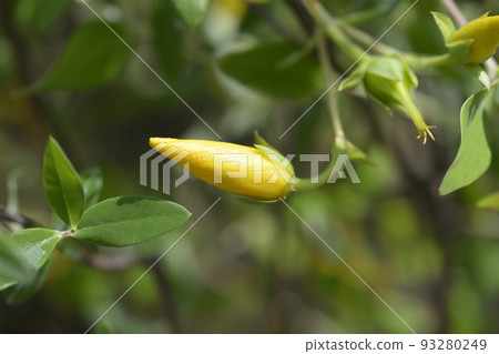 Aarons beard 93280249