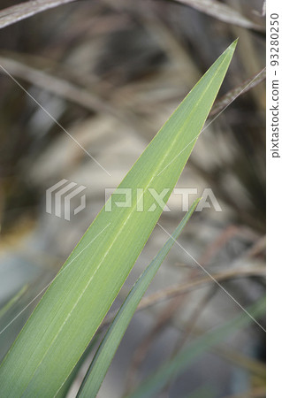 Blue flax lily 93280250