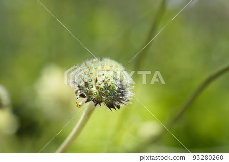 Giant scabious 93280260