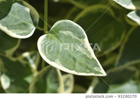 Variegated Greater periwinkle Variegated Greater periwinkle 93280270
