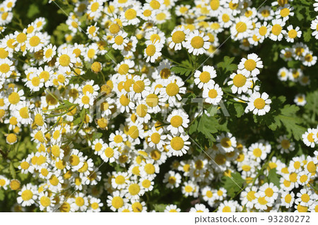 Golden Feverfew Golden Feverfew 93280272