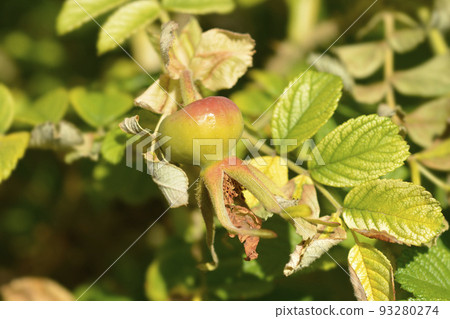 Rugosa rose 93280274