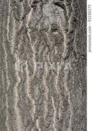 Tree of heaven 93280275