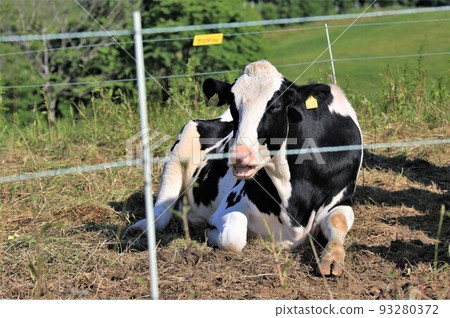 Ranch landscape-Holstein cow Ranch landscape-Holstein cow 93280372