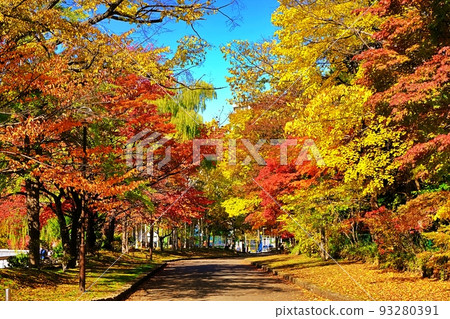 Autumn leaves in Nakajima Park, Sapporo Autumn leaves in Nakajima Park, Sapporo 93280391