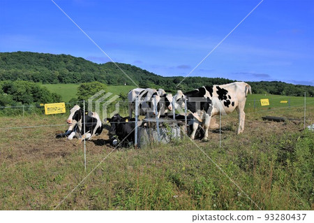 Ranch landscape-Holstein cow Ranch landscape-Holstein cow 93280437