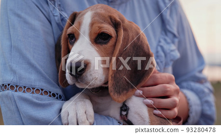 Beagle puppy with his owner. Woman stroking dog on blue backdrop. Cute lovely pet, new member of Beagle puppy with his owner. Woman stroking dog on blue backdrop. Cute lovely pet, new member of 93280478