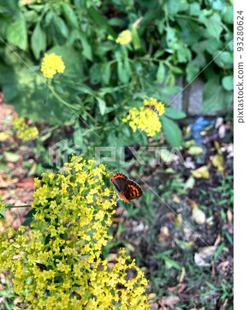Lycaena phlaeas 93280624