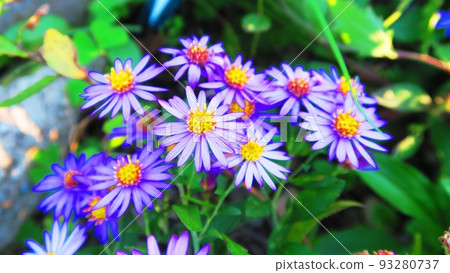 Landscape with Asteraceae flowers Landscape with Asteraceae flowers 93280737