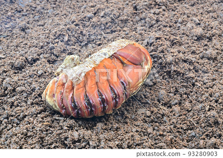 Hercules beetle pupa Hercules beetle pupa 93280903