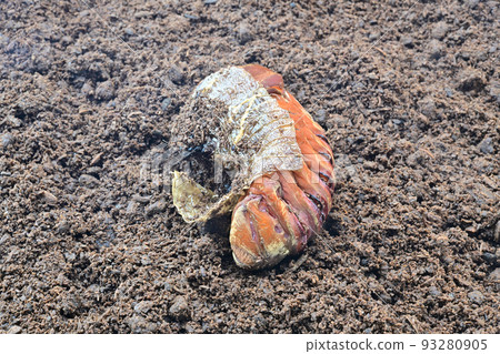 Hercules beetle pupa 93280905