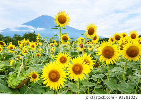 City of Flowers (Sunflower) 93281028