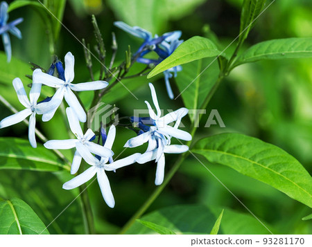 景觀與 Amsonia elliptica 景觀與 Amsonia elliptica 93281170