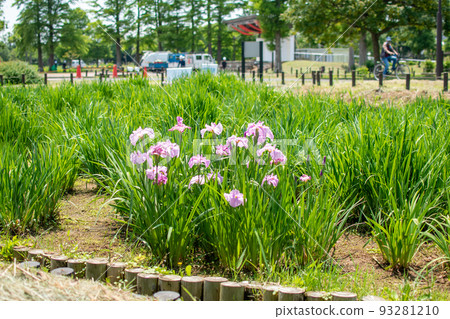 東京都葛飾區水本公園花菖蒲廣場 東京都葛飾區水本公園花菖蒲廣場 93281210